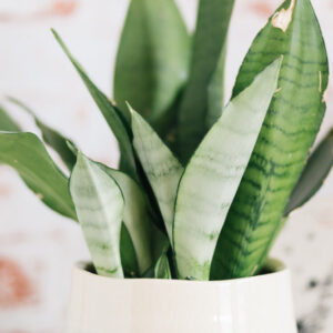 Snake Plant, Snake Plant Care, Sansevieria trifasciata 'Moonshine, Dracaena trifasciata 'Moonshine'