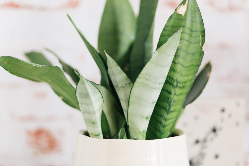 Snake Plant, Snake Plant Care, Sansevieria trifasciata 'Moonshine, Dracaena trifasciata 'Moonshine'