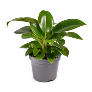 Philodendron Green Princess, Green Princess Philodendron, Houseplant, Houseplants