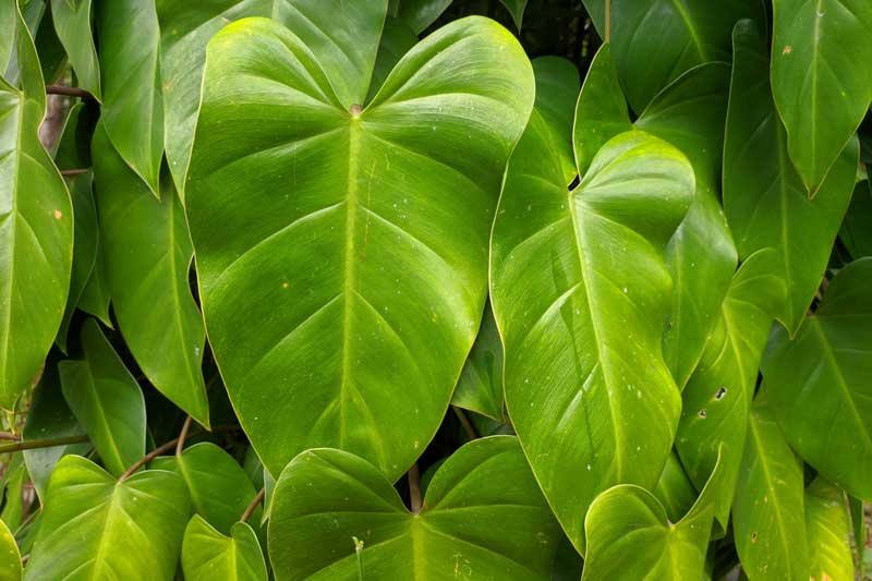 Philodendron erubescens, Blushing philodendron, red-leaf philodendron, Houseplant, Houseplants