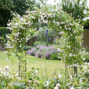 Roses, Shrubs, White Flowers