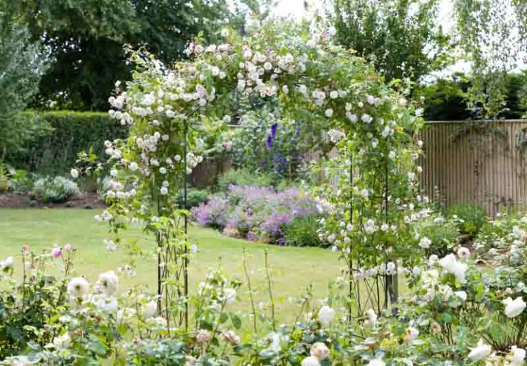 Roses, Shrubs, White Flowers