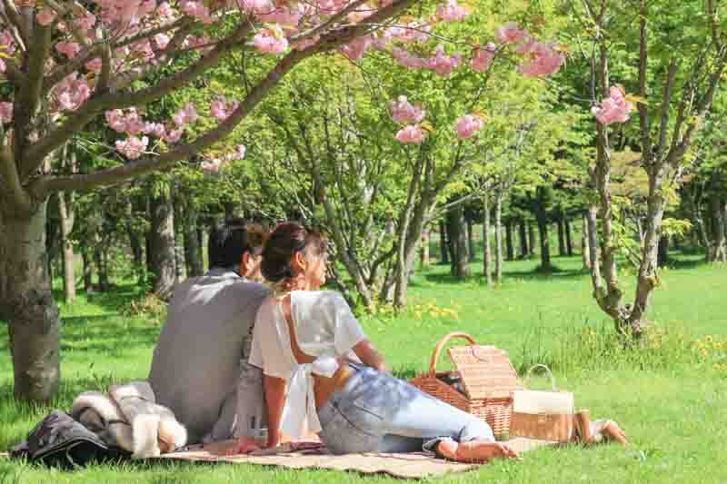 Trres, people, shade tree, cherry blossom