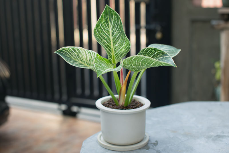 Birkin Philodendron, Philodendron Birkin, House Plant, Houseplant, Variegated Houseplant