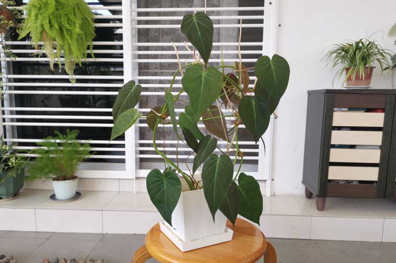 Ivy-Leaf Philodendron, Velvet-Leaf Philodendron, Philodendron hederaceum var. hederaceum, Philodendron scandens