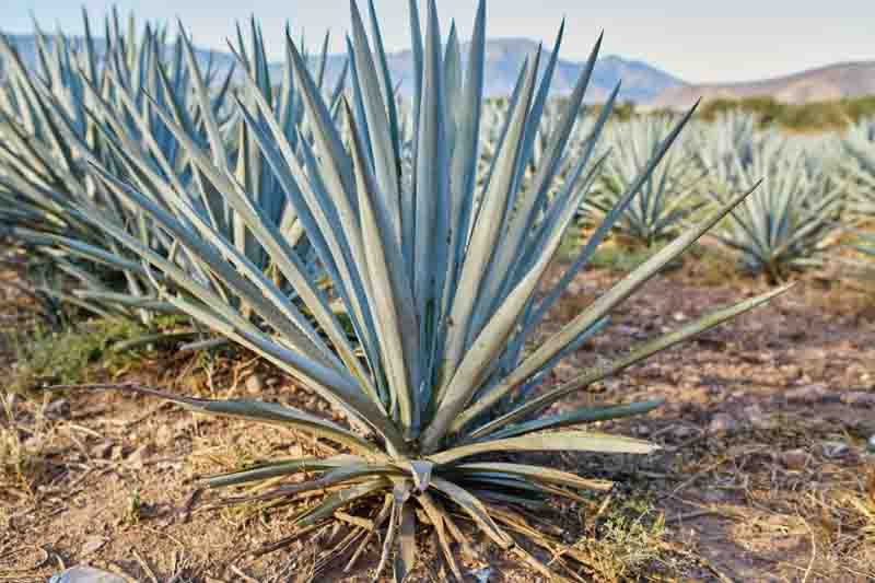 Blue Agave, Tequila Agave, Agave tequilana,