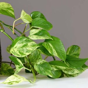 Marble Queen Pothos, Epipremnum Aureum Marble Queen, Variegated Pothos, Variegated Houseplant