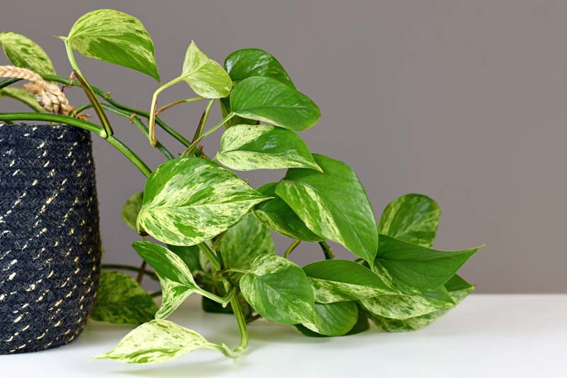 Marble Queen Pothos, Epipremnum Aureum Marble Queen, Variegated Pothos, Variegated Houseplant