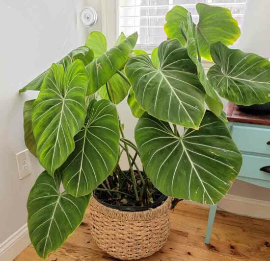 Philodendron Gloriosum, House Plant, Houseplant