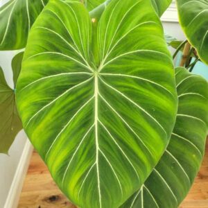 Philodendron Gloriosum, House Plant, Houseplant