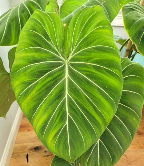 Philodendron Gloriosum, House Plant, Houseplant