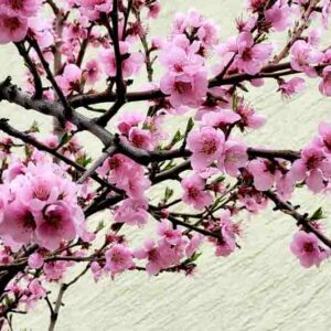 Plum blossom, Prunus mume, Japanese Apricot, Chinese Plum, Japanese Plum,