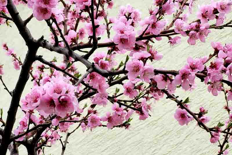 Plum blossom, Prunus mume, Japanese Apricot, Chinese Plum, Japanese Plum,