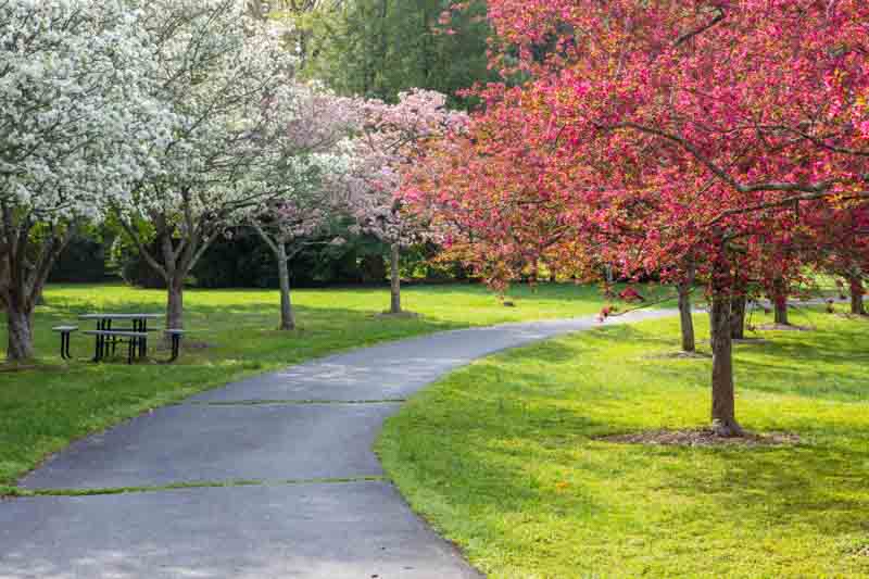 Crab apple, Crabapple, Flowering Crab apple, Malus, Flowering Crabapple,