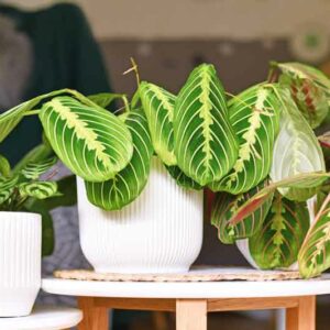 Prayer Plant, Maranta Leuconeura, House Plant, Houseplant