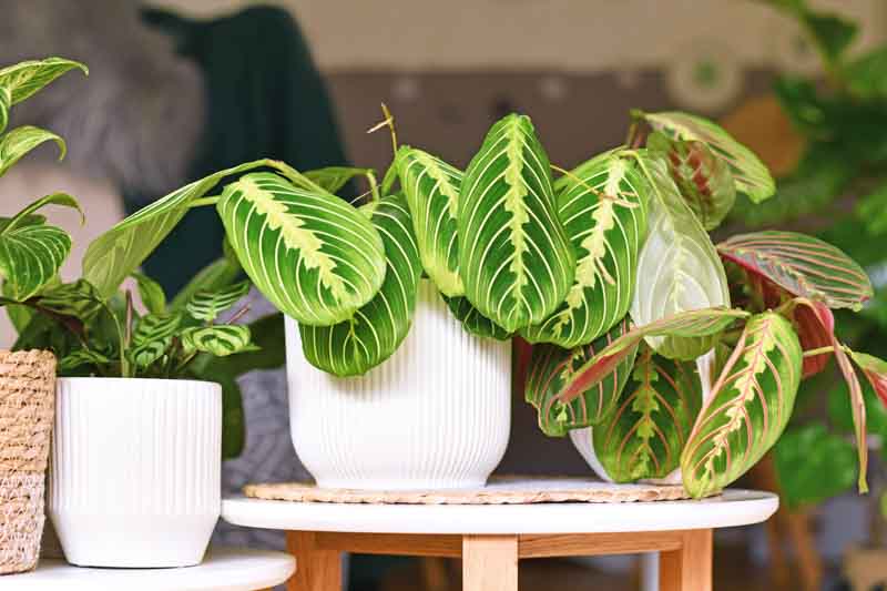 Prayer Plant, Maranta Leuconeura, House Plant, Houseplant