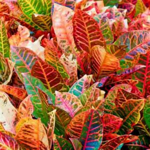 Croton, fire croton, garden croton, or variegated croton, Codiaeum variegatum