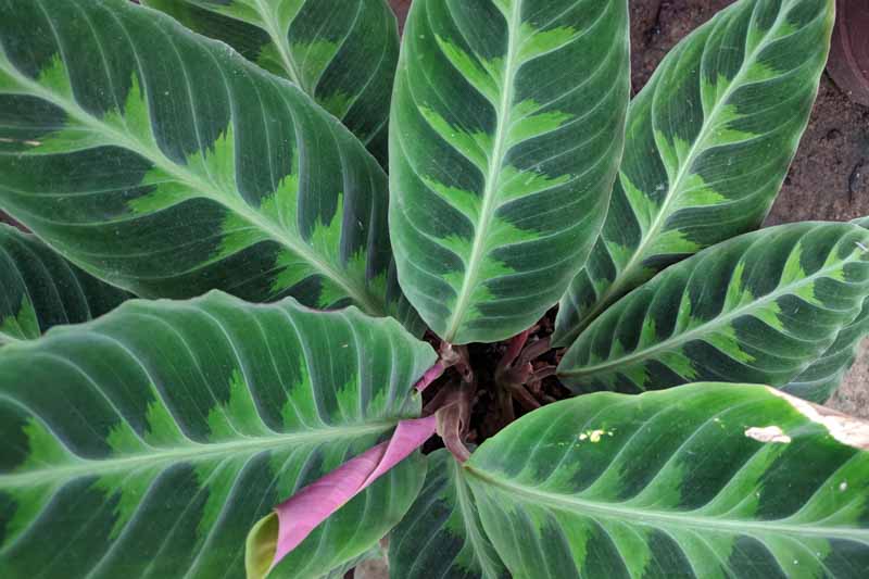 Calathea warscewiczii, Goeppertia warscewiczii, Houseplant, House plant