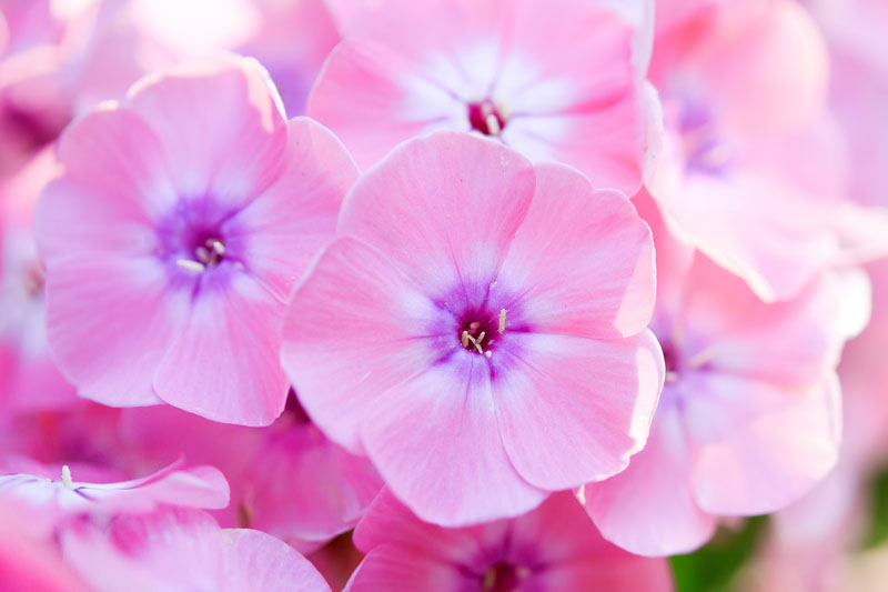 Garden phlox, Perennial Phlox, Phlox paniculata