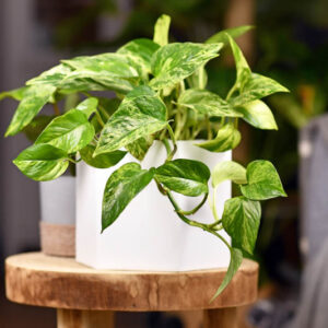 Marble Queen Pothos, Epipremnum Aureum Marble Queen, Variegated Pothos, Variegated Houseplant