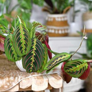 Prayer Plant, Maranta Leuconeura, House Plant, Houseplant