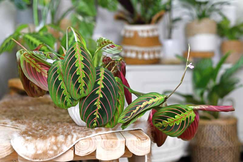 Prayer Plant, Maranta Leuconeura, House Plant, Houseplant