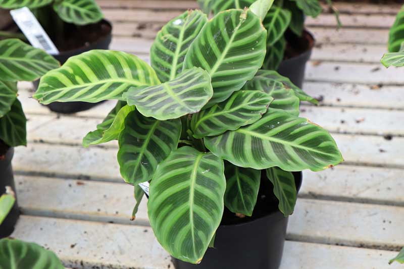 Zebra plant, Calathea zebrina, House plant, Houseplant