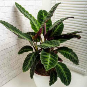 Calathea warscewiczii, Goeppertia warscewiczii, Houseplant, House plant