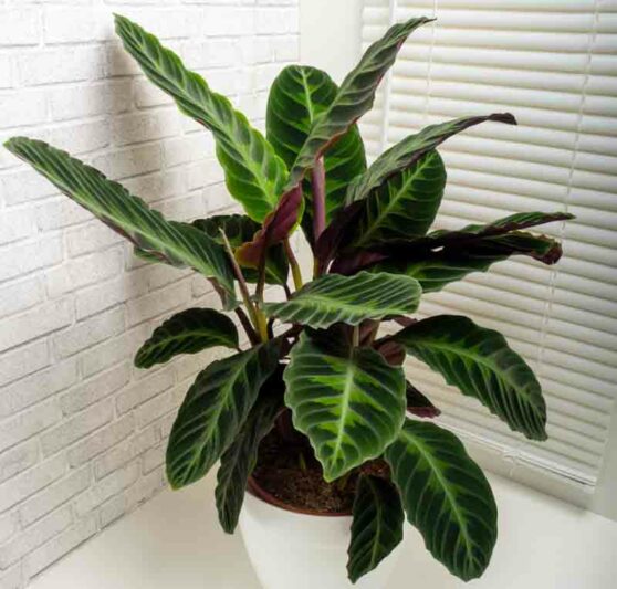 Calathea warscewiczii, Goeppertia warscewiczii, Houseplant, House plant