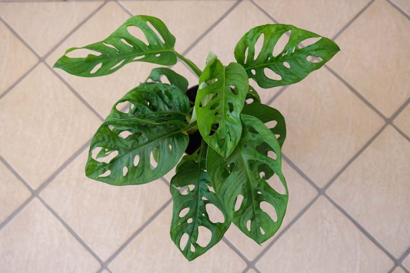 Monstera obliqua, Swiss Cheese plant, Houseplant, Indoor Plant, Monstera Leaf