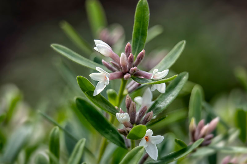 Daphne transatlantica Eternal Fragrance, Daphne transatlantica, Daphne