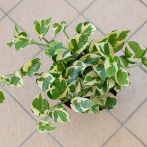 N'Joy Pothos, Epipremnum Aureum N'Joy, Variegated Pothos, Variegated Houseplant