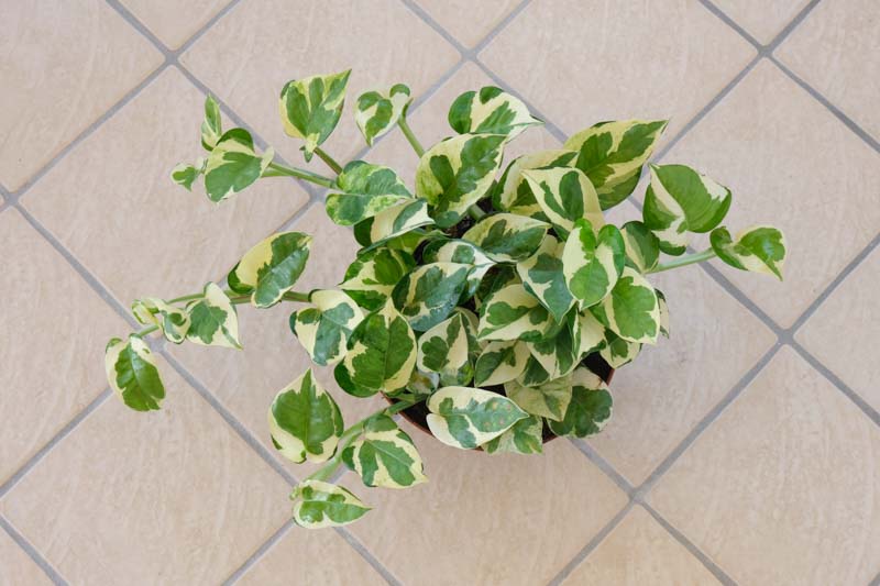 N'Joy Pothos, Epipremnum Aureum N'Joy, Variegated Pothos, Variegated Houseplant