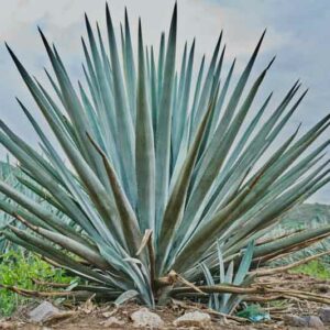 Blue Agave, Tequila Agave, Agave tequilana,