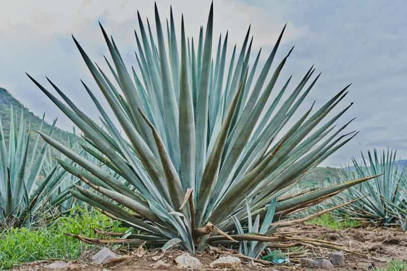 Blue Agave, Tequila Agave, Agave tequilana,