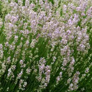 Hidcote Pink Lavender, English Lavander Hidcote Pink, Pink Lavender, Fragrant Flowers