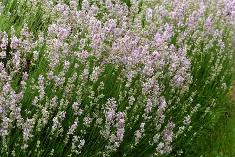 Hidcote Pink Lavender, English Lavander Hidcote Pink, Pink Lavender, Fragrant Flowers