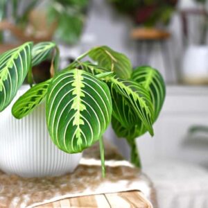 Prayer Plant, Maranta Leuconeura, House Plant, Houseplant