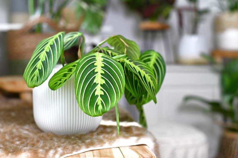 Prayer Plant, Maranta Leuconeura, House Plant, Houseplant