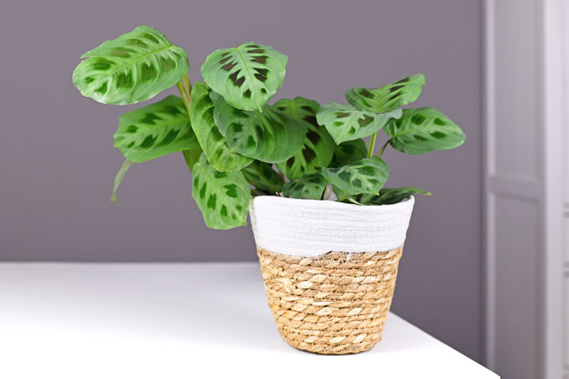 Prayer Plant, Maranta Leuconeura, House Plant, Houseplant