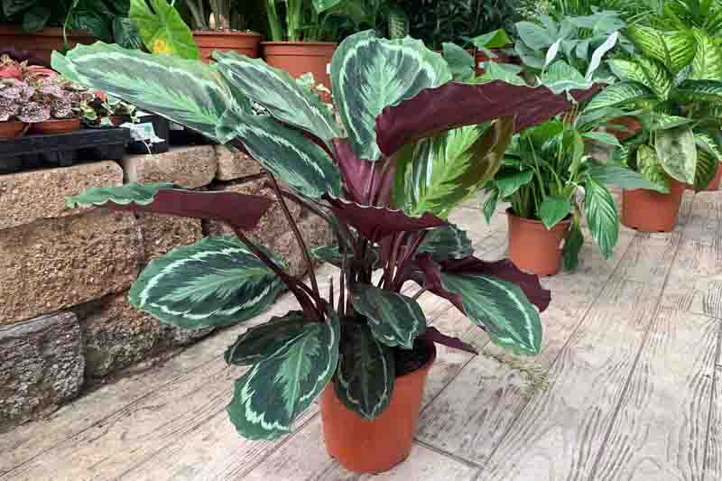 rose-painted calathea, Calathea roseopicta, Calathea 'Roseo Picta', Goeppertia roseopicta