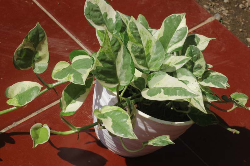 N'Joy Pothos, Epipremnum Aureum N'Joy, Variegated Pothos, Variegated Houseplant