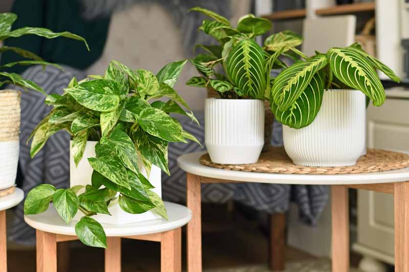 Marble Queen Pothos, Epipremnum Aureum Marble Queen, Variegated Pothos, Variegated Houseplant