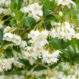 Japanese Snowbell, Styrax japonicus, Small Tree,
