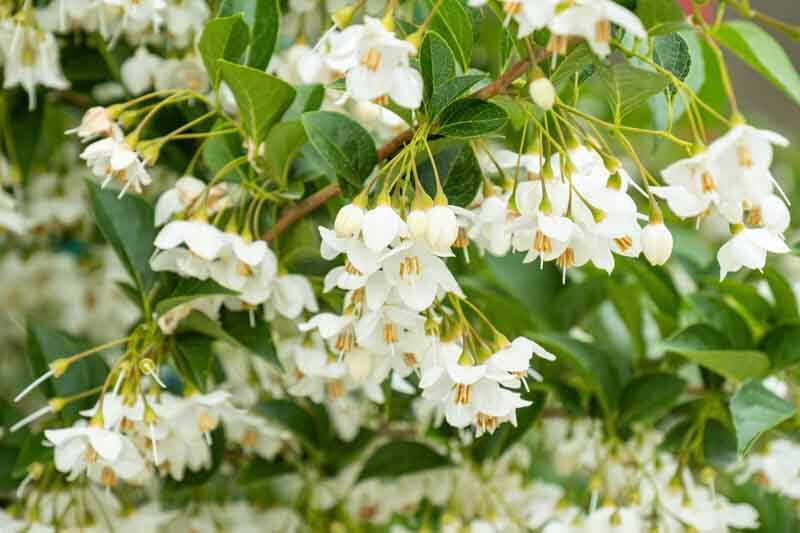 Japanese Snowbell, Styrax japonicus, Small Tree,