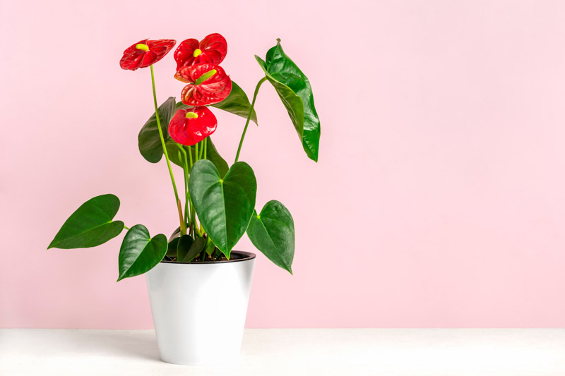 Anthurium, Anthurium andraeanum, Flamingo Flower, Tropical Flower, Indoor Plant