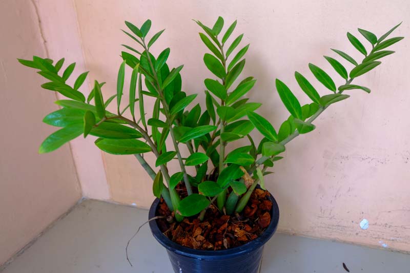 ZZ Plant, Fern Arum, Zanzibar, Gem, Zamioculcas zamiifolia, Houseplant