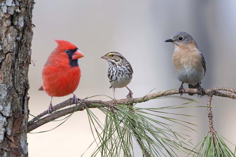 Northern Cardinal, Bluebird, Siskin, Pine Branch