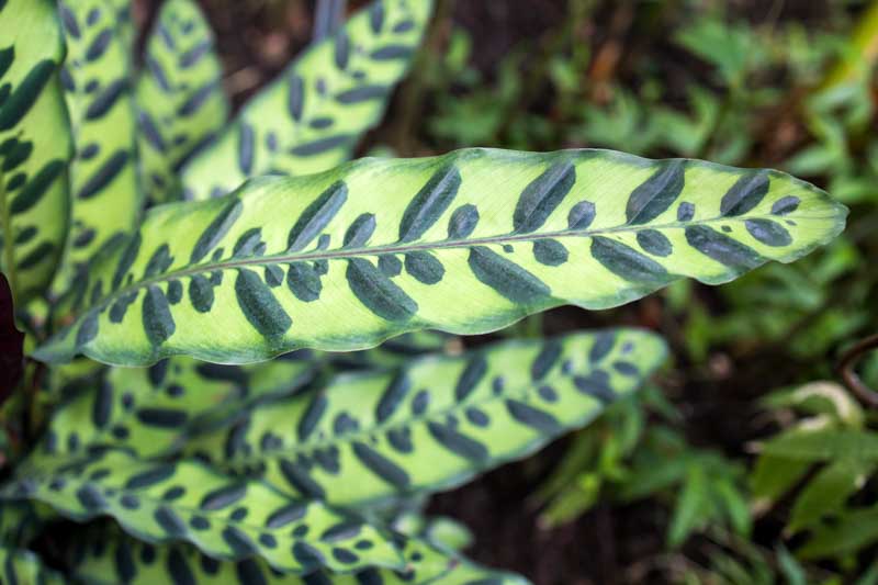 Calathea lancifolia, rattlesnake plant, Goeppertia lancifolia, Calathea insignis, Houseplant, House plant