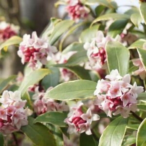 Japan daphne, Daphne odora, Winter flowers